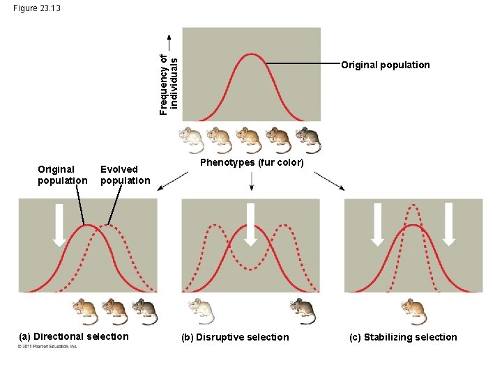 Frequency of individuals Figure 23. 13 Original population Evolved population (a) Directional selection Original Frequency of individuals Figure 23. 13 Original population Evolved population (a) Directional selection Original