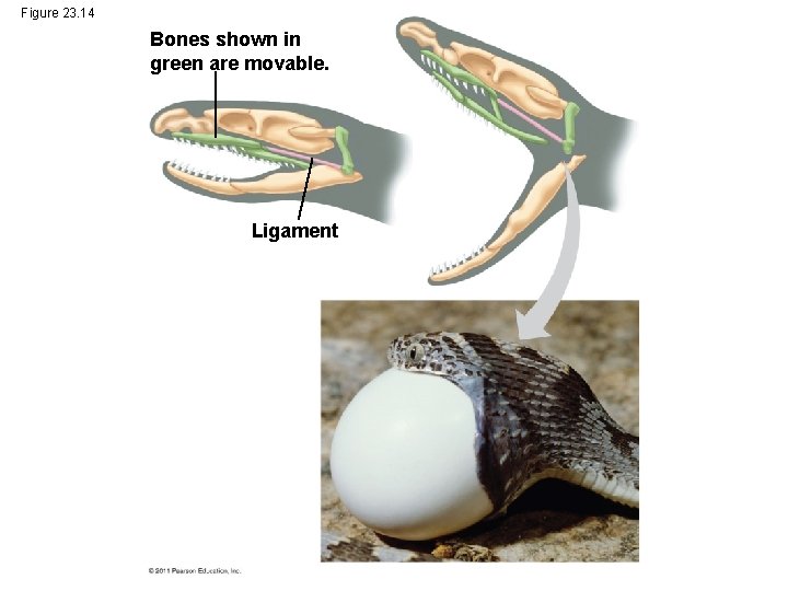 Figure 23. 14 Bones shown in green are movable. Ligament Figure 23. 14 Bones shown in green are movable. Ligament