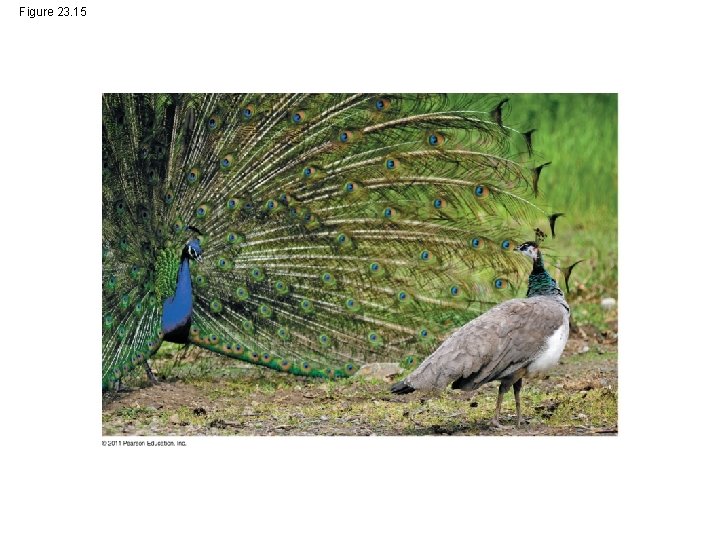 Figure 23. 15 Figure 23. 15