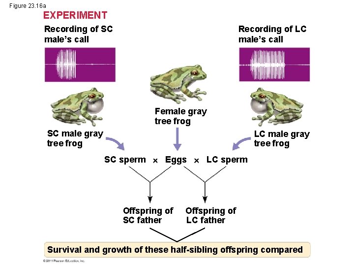 Figure 23. 16 a EXPERIMENT Recording of SC male’s call Recording of LC male’s Figure 23. 16 a EXPERIMENT Recording of SC male’s call Recording of LC male’s