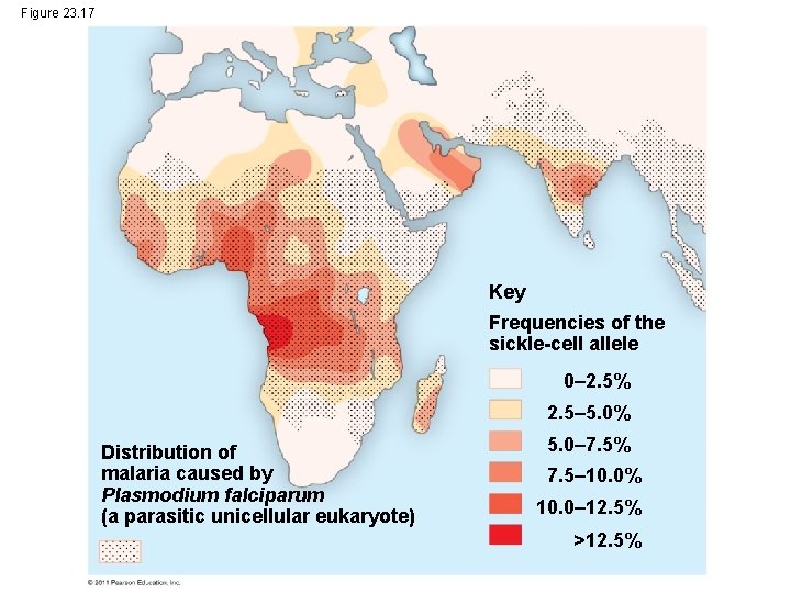 Figure 23. 17 Key Frequencies of the sickle-cell allele 0– 2. 5% 2. 5– Figure 23. 17 Key Frequencies of the sickle-cell allele 0– 2. 5% 2. 5–