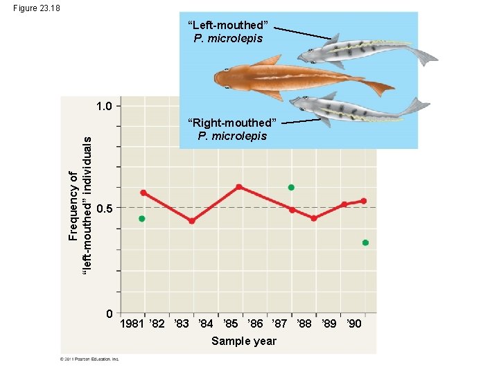 Figure 23. 18 “Left-mouthed” P. microlepis Frequency of “left-mouthed” individuals 1. 0 “Right-mouthed” P. Figure 23. 18 “Left-mouthed” P. microlepis Frequency of “left-mouthed” individuals 1. 0 “Right-mouthed” P.