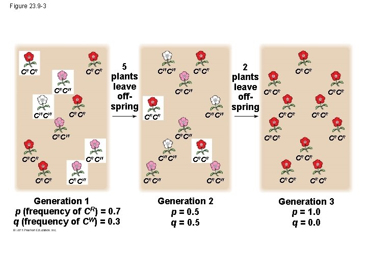 Figure 23. 9 -3 CRCR CRCW CW CW CRCR 5 plants leave offspring CW Figure 23. 9 -3 CRCR CRCW CW CW CRCR 5 plants leave offspring CW