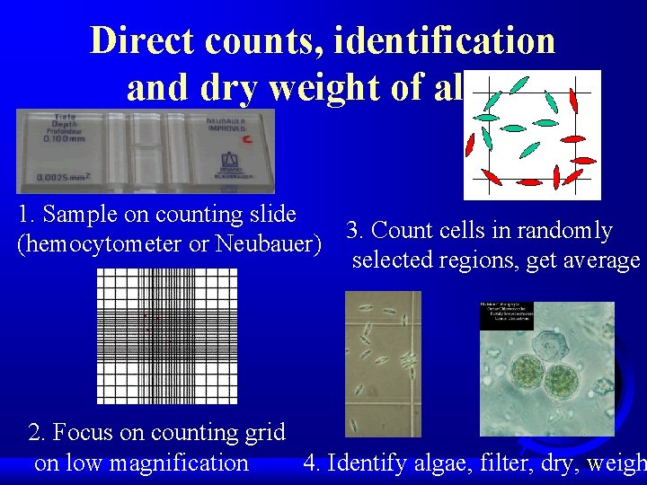 Direct counts, identification and dry weight of algae 1. Sample on counting slide 3.