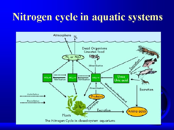 Nitrogen cycle in aquatic systems 