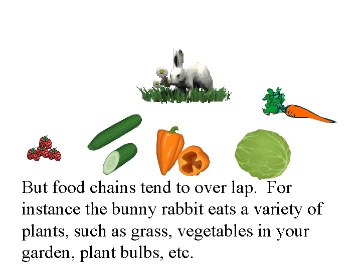 But food chains tend to over lap. For instance the bunny rabbit eats a