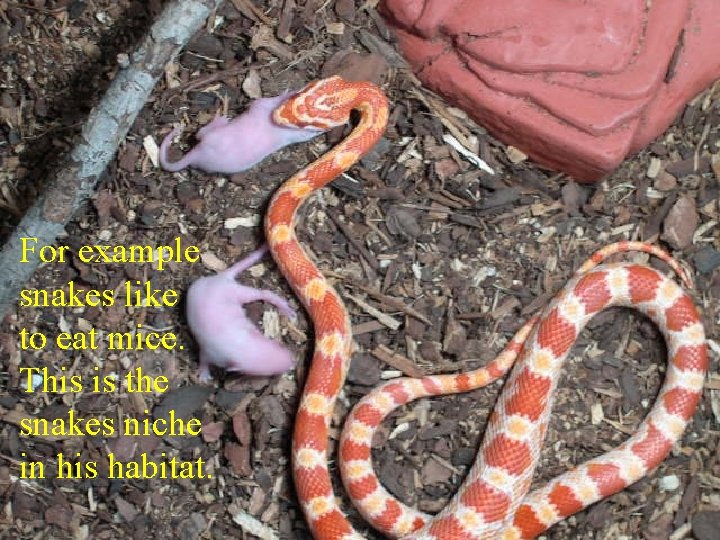 For example snakes like to eat mice. This is the snakes niche in his