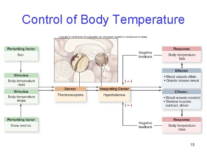 Control of Body Temperature 15 