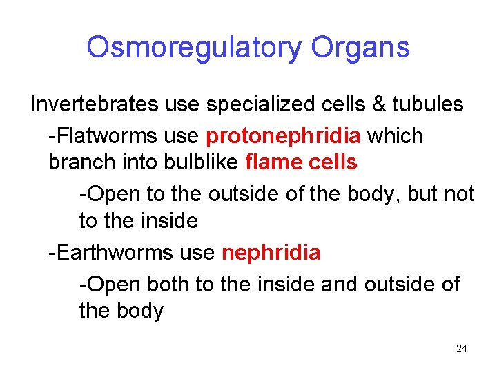 Osmoregulatory Organs Invertebrates use specialized cells & tubules -Flatworms use protonephridia which branch into