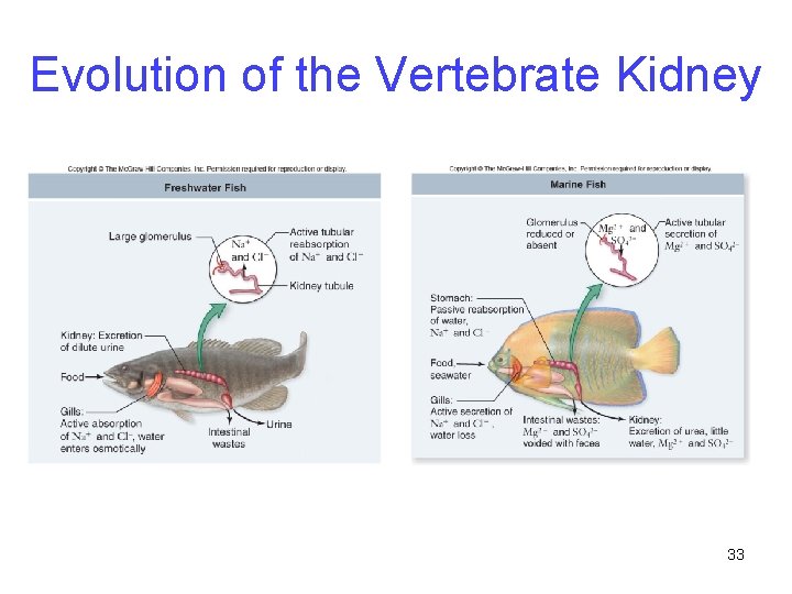 Evolution of the Vertebrate Kidney 33 