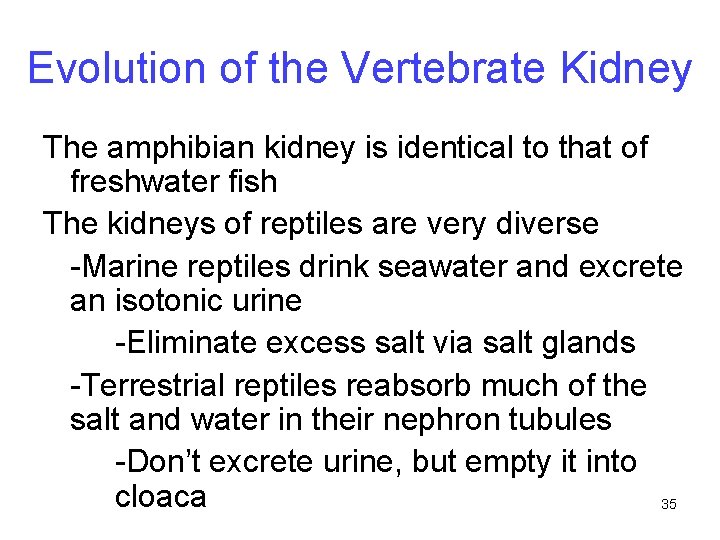 Evolution of the Vertebrate Kidney The amphibian kidney is identical to that of freshwater