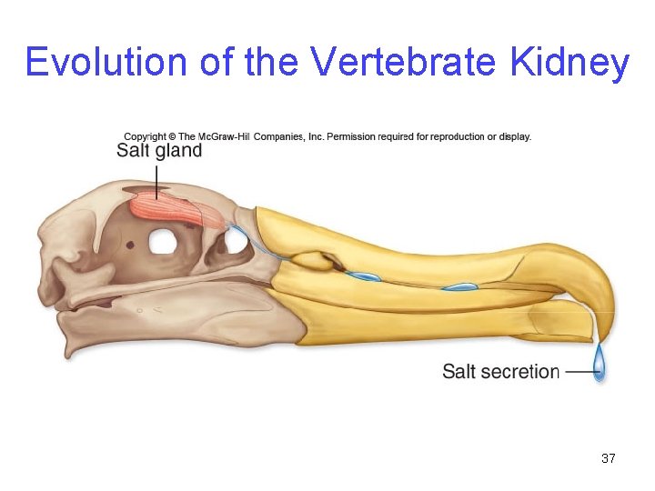 Evolution of the Vertebrate Kidney 37 