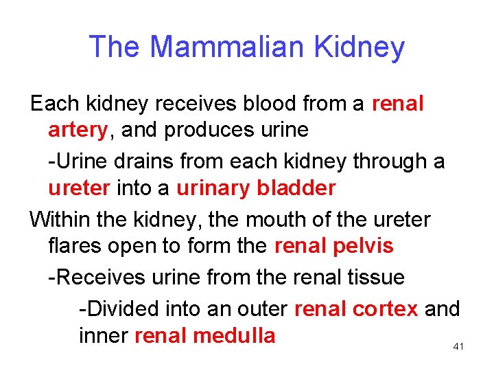 The Mammalian Kidney Each kidney receives blood from a renal artery, and produces urine