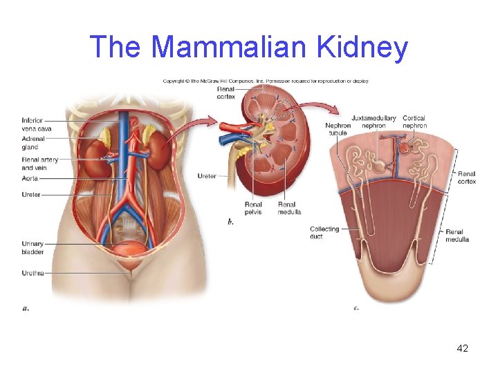 The Mammalian Kidney 42 