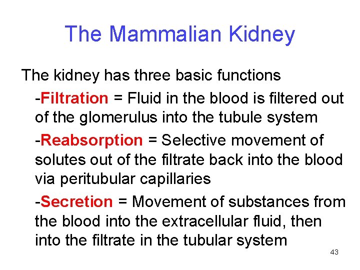 The Mammalian Kidney The kidney has three basic functions -Filtration = Fluid in the