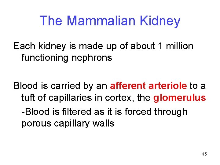 The Mammalian Kidney Each kidney is made up of about 1 million functioning nephrons