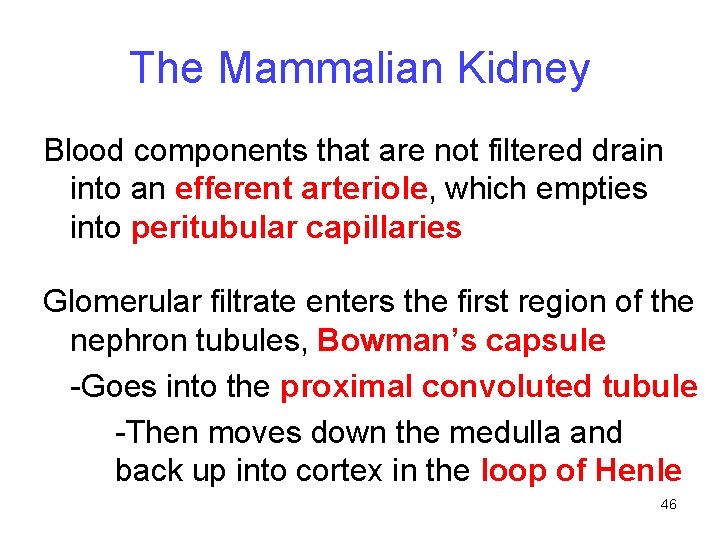 The Mammalian Kidney Blood components that are not filtered drain into an efferent arteriole,