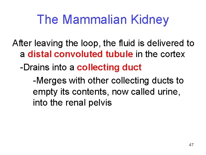 The Mammalian Kidney After leaving the loop, the fluid is delivered to a distal