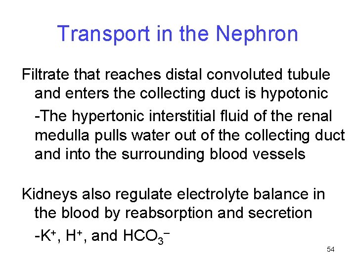 Transport in the Nephron Filtrate that reaches distal convoluted tubule and enters the collecting