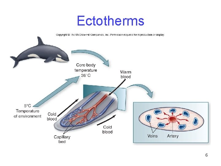 Ectotherms 6 