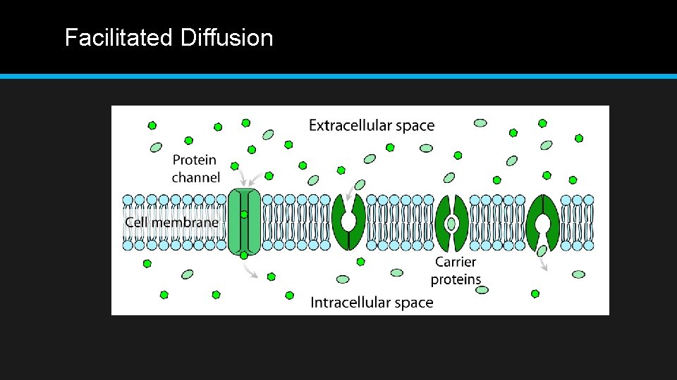 Facilitated Diffusion 
