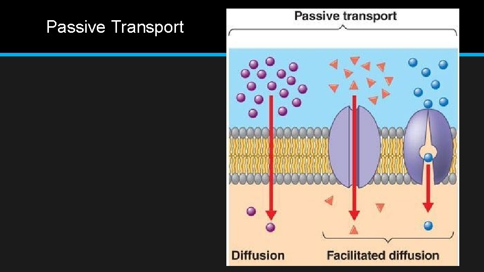 Passive Transport 