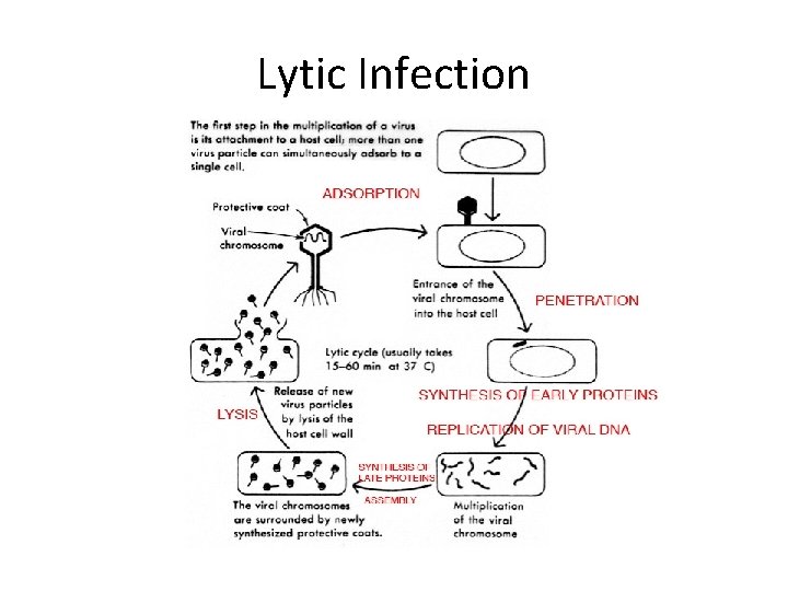 Lytic Infection 