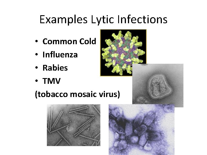 Examples Lytic Infections • Common Cold • Influenza • Rabies • TMV (tobacco mosaic