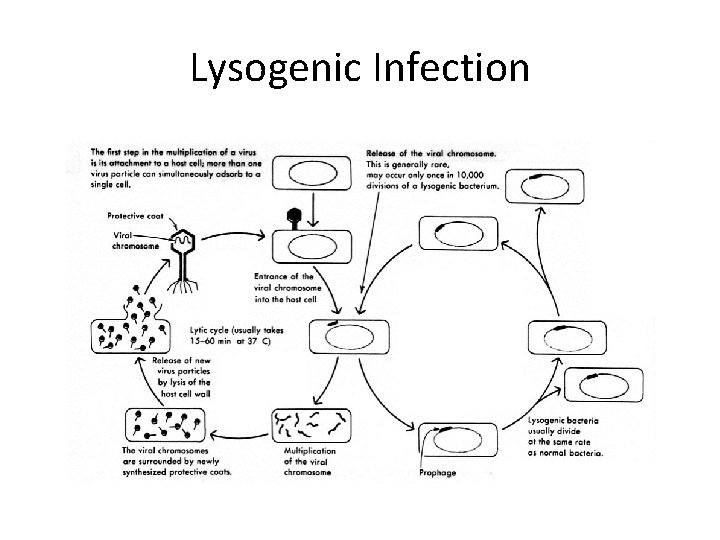 Lysogenic Infection 
