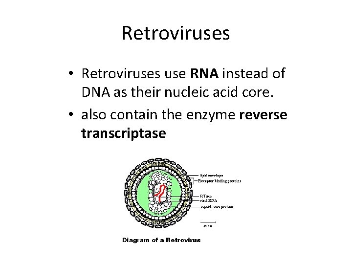 Retroviruses • Retroviruses use RNA instead of DNA as their nucleic acid core. •