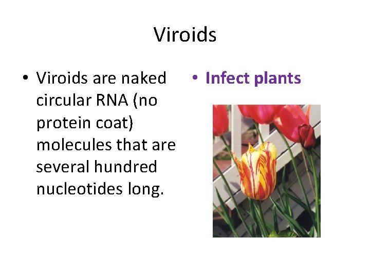 Viroids • Viroids are naked • Infect plants circular RNA (no protein coat) molecules