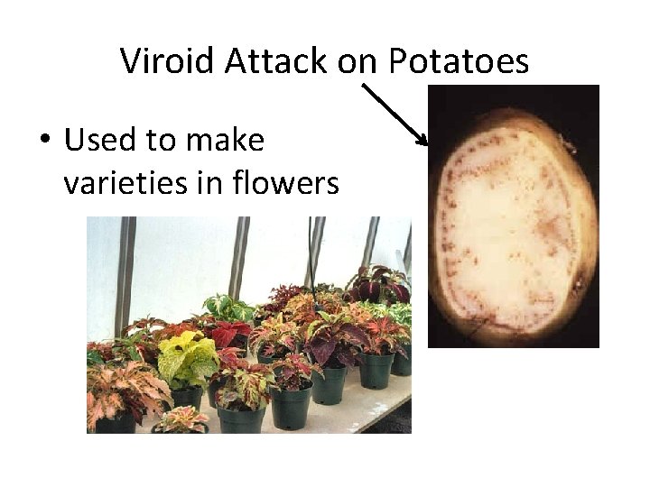 Viroid Attack on Potatoes • Used to make varieties in flowers 