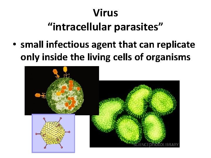 Virus “intracellular parasites” • small infectious agent that can replicate only inside the living