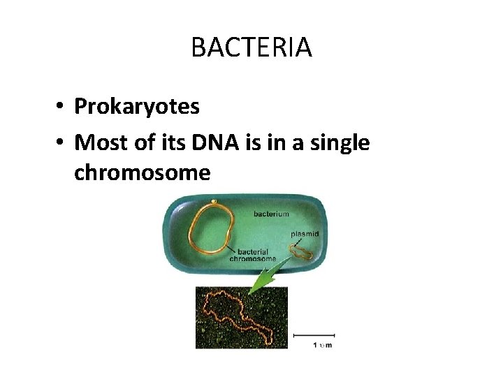 BACTERIA • Prokaryotes • Most of its DNA is in a single chromosome 