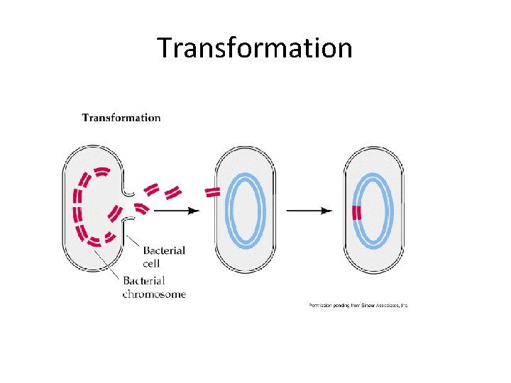 Transformation 