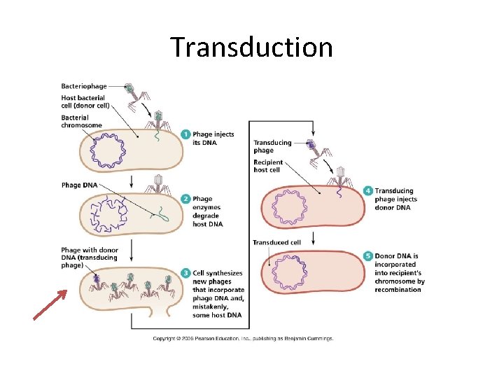 Transduction 