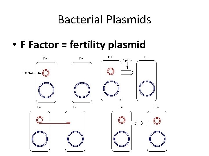 Bacterial Plasmids • F Factor = fertility plasmid 