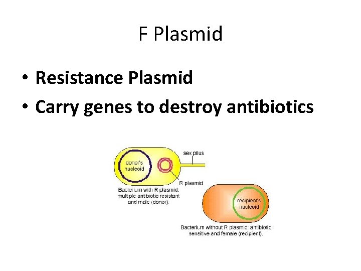 F Plasmid • Resistance Plasmid • Carry genes to destroy antibiotics 