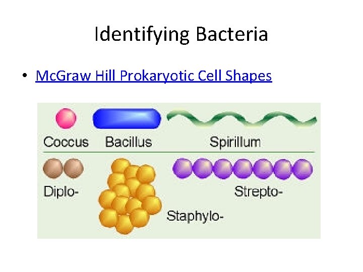 Identifying Bacteria • Mc. Graw Hill Prokaryotic Cell Shapes 
