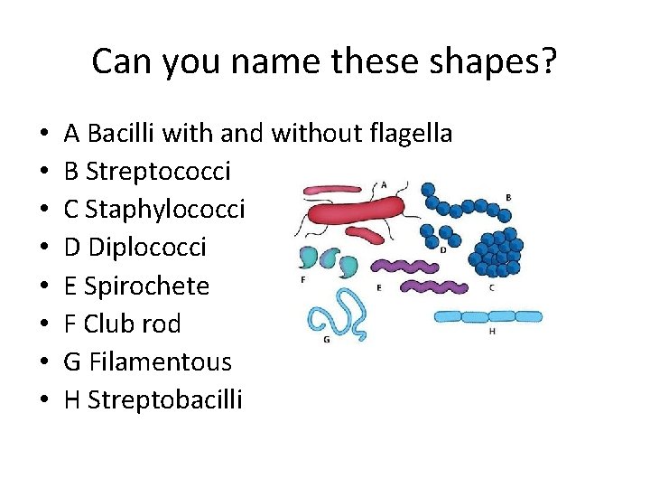 Can you name these shapes? • • A Bacilli with and without flagella B