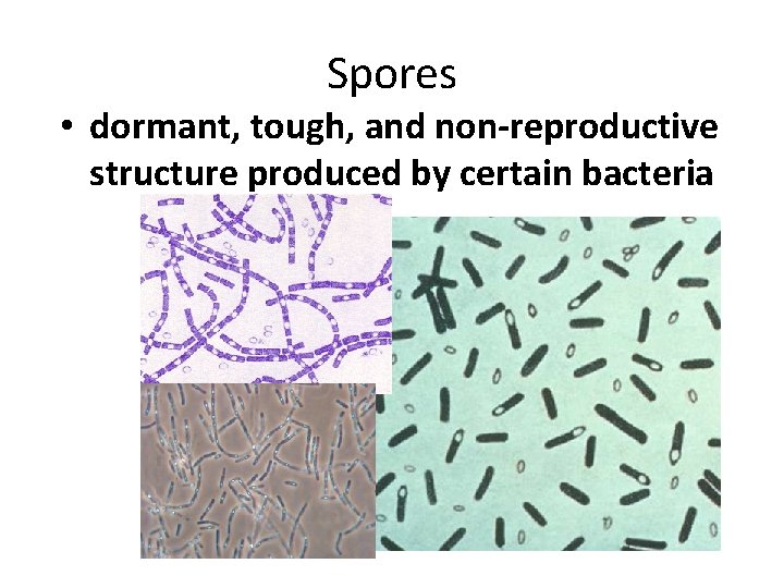 Spores • dormant, tough, and non-reproductive structure produced by certain bacteria 