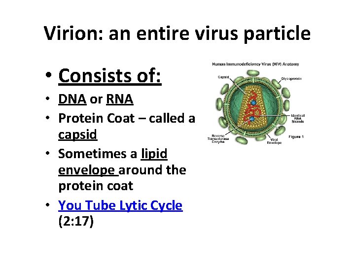Virion: an entire virus particle • Consists of: • DNA or RNA • Protein