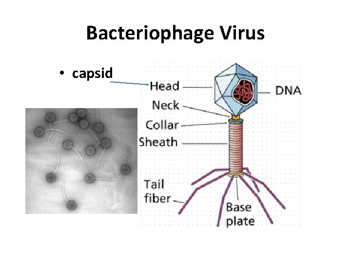 Bacteriophage Virus • capsid 