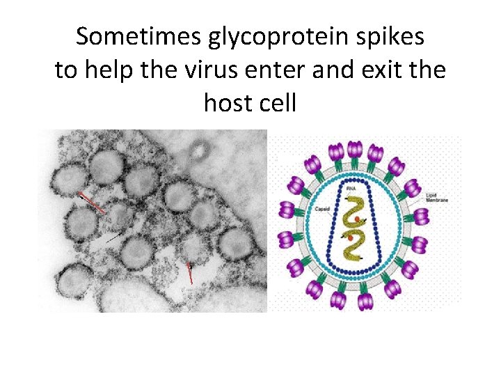 Sometimes glycoprotein spikes to help the virus enter and exit the host cell 