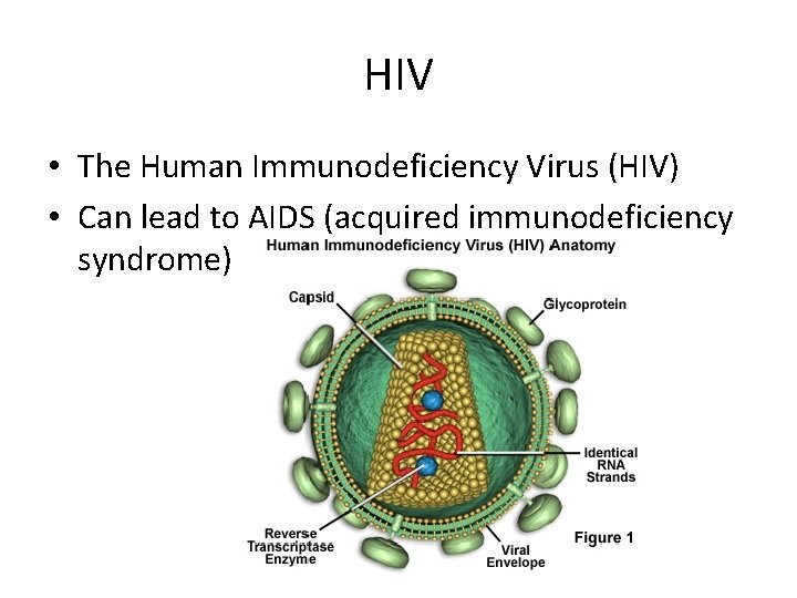 HIV • The Human Immunodeficiency Virus (HIV) • Can lead to AIDS (acquired immunodeficiency