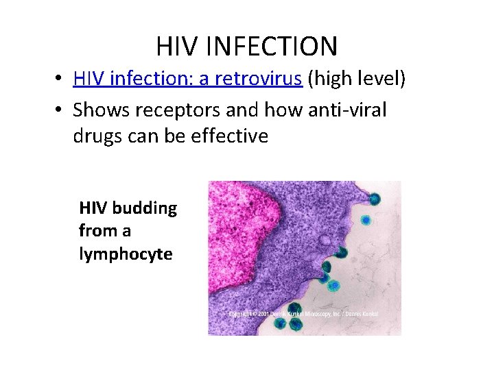 HIV INFECTION • HIV infection: a retrovirus (high level) • Shows receptors and how