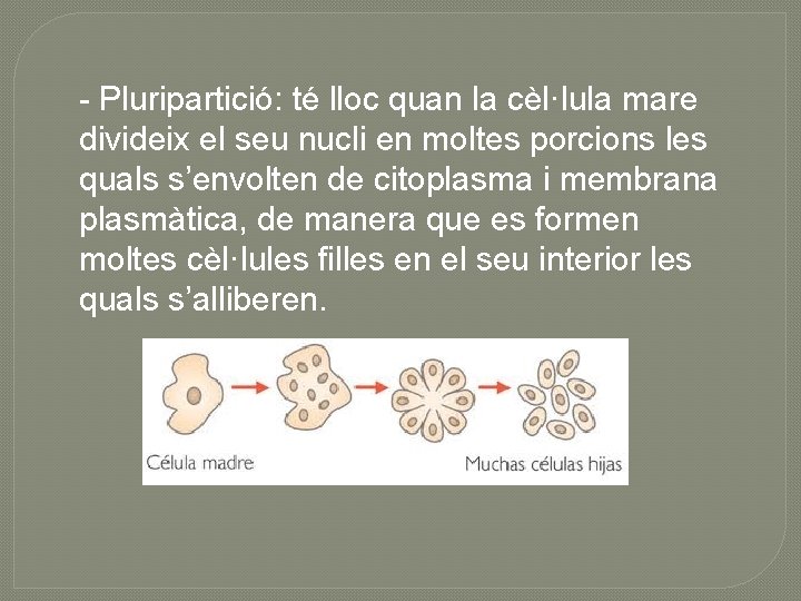 - Pluripartició: té lloc quan la cèl·lula mare divideix el seu nucli en moltes