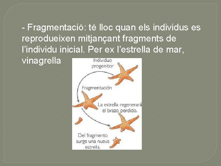 - Fragmentació: té lloc quan els individus es reprodueixen mitjançant fragments de l’individu inicial.