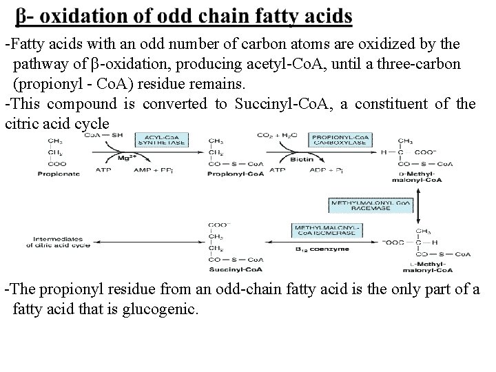 -Fatty acids with an odd number of carbon atoms are oxidized by the pathway