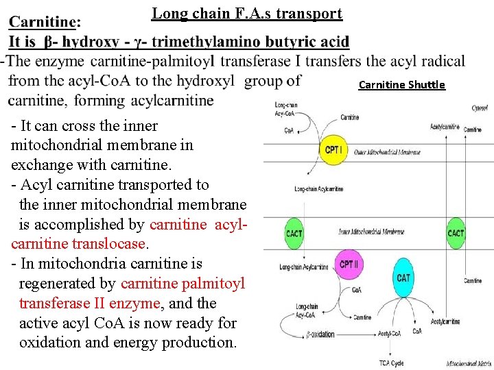 Long chain F. A. s transport Carnitine Shuttle - It can cross the inner